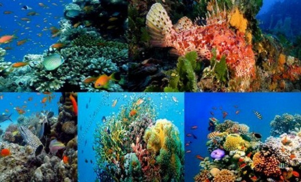 Biodiversité marine: L’Algérie plaide pour une approche mondiale globale