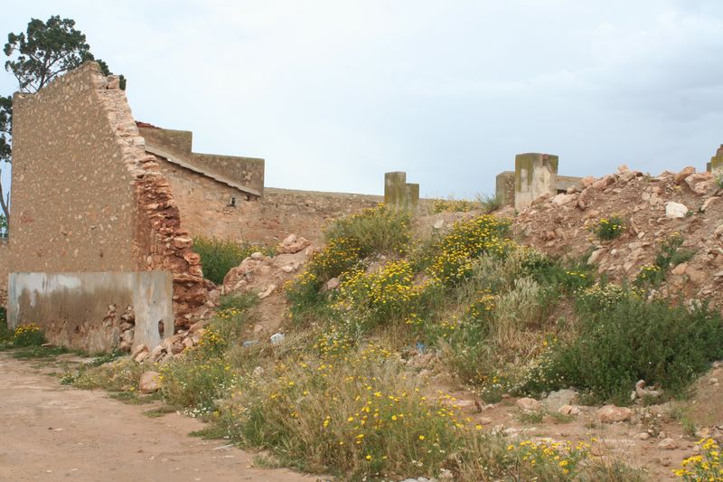 El Kala (El Tarf): L’église Saint Cyprien tombe, inexorablement, en ruine