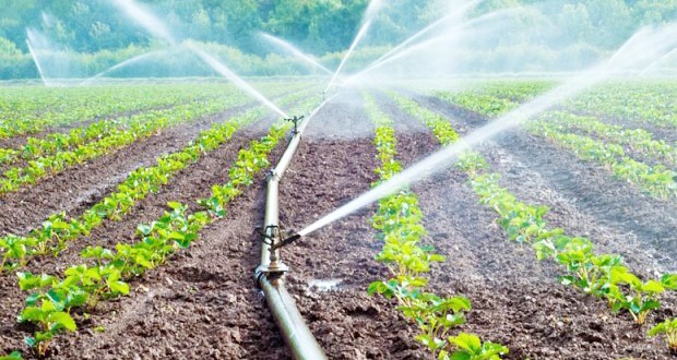 Dangers de l’irrigation des cultures agricoles à partir des eaux usées : Lancement d’une caravane de sensibilisation à Constantine