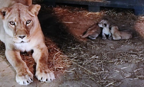 Mostaganem: naissance de trois lionceaux au parc zoologique « Mosta Land »