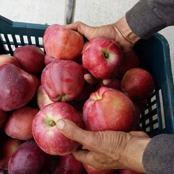 Forte hausse de la production de la pomme : « Le paradis » se trouve à Batna