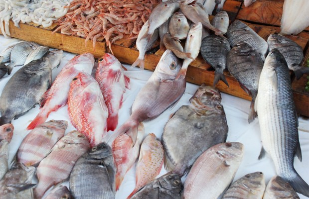 Pourquoi le poisson est-il si cher et rare ?