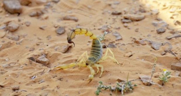 Envenimation scorpionique à Ouargla: Une préoccupation en quête d’une meilleure prise en charge