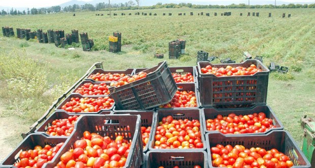 Tomate industrielle à Annaba: Des efforts pour la promotion de la production et de l’exportation