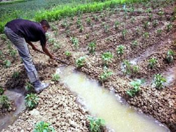 Tlemcen: Des produits agricoles détruits et des fellahs poursuivis en justice