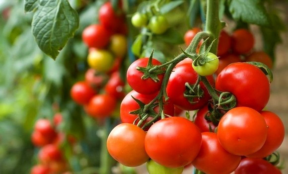 Tomate industrielle à Annaba: des efforts pour la promotion de la production et de l’exportation
