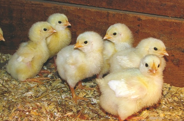 Pourquoi la flambée des prix de la volaille persistera ?!