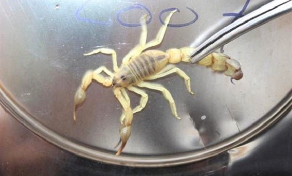 Création prochaine d’une unité de l’Institut pasteur pour l’extraction du venin de scorpion