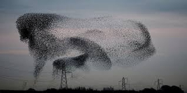 20 000 oiseaux migrateurs recensés en Algérie