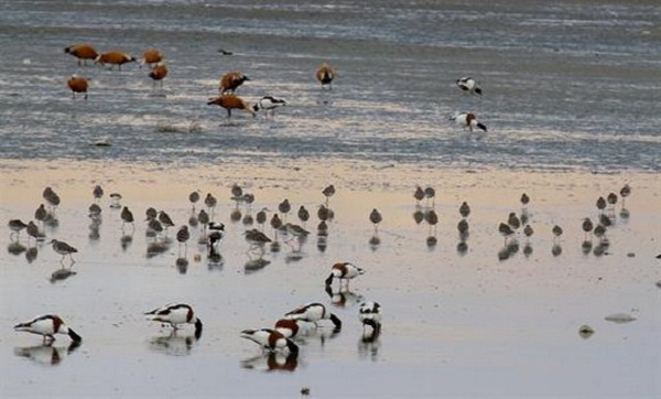 Ouargla : plus de 20.000 oiseaux migrateurs recensés