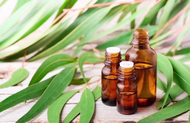 5 remèdes à l’eucalyptus contre les problèmes respiratoires