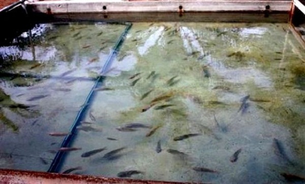 DIVECO-2: session de formation sur la reproduction de poissons d&rsquo;eau douce à Ouargla