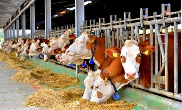 Agriculture: de nouvelles mesures pour lutter contre les zoonoses