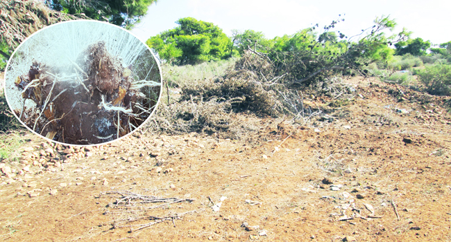 Mostaganem: Bradage du patrimoine forestier à Fornaka