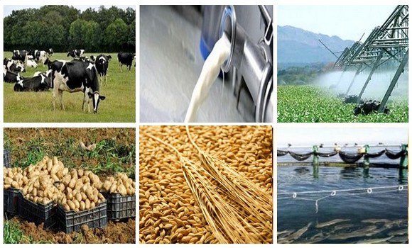 Agriculture : les opportunités d’investissement présentées aux hommes d’affaires américains