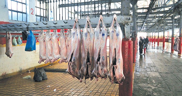 Abattoirs d’Alger : Plus de 75 000 kg de viande rouge depuis le début de l’année