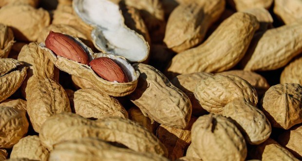 Arachides: Une récolte de 7 560 quintaux attendue cette saison à Ghardaïa