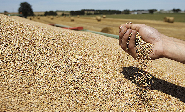 Le blé en légère hausse, soutenue par les ventes américaines