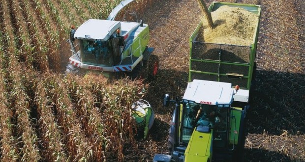 Maïsiculture : Perspectives prometteuses dans la wilaya d’Adrar