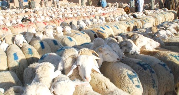 Peste des petits ruminants : 10 000 doses de vaccin pour Alger