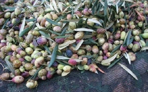 Tlemcen: Une production attendue de 750.000 qx d’olives