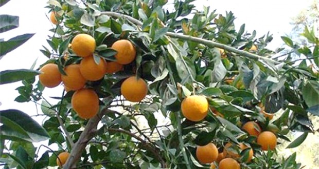Oran: la labellisation de l’orange « Clémentine » de Misserghine en voie de concrétisation