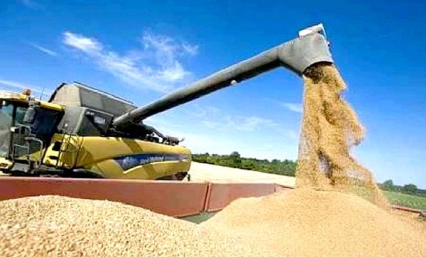 Marché européen des céréales : Un appel d’offres algérien fait augmenter les prix