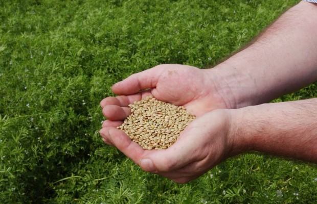 Souk Ahras: Une production record à l’échelle nationale en lentilles, 20 000 quintaux