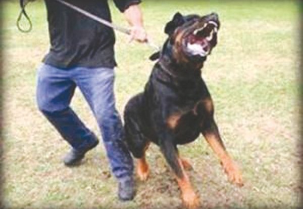 Ain Témouchent : 354 morsures de chiens et chats enregistrées à l’EPSP d’El-Amria