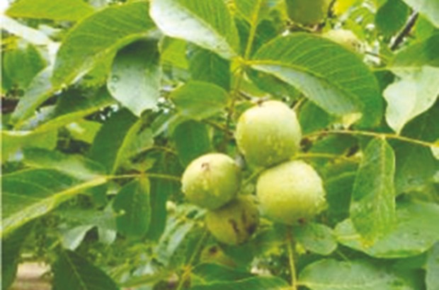 Ihebachene (Béjaïa) : 3e édition de la fête du noyer