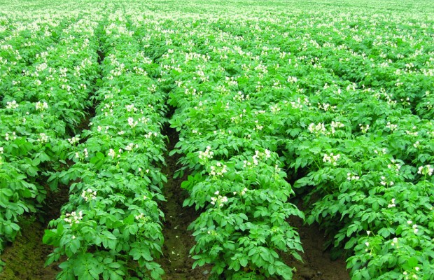 Agriculture: Des performances notables à Aïn Defla