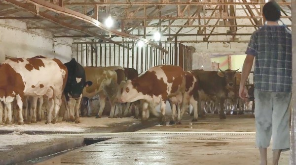 Cinq foyers suspects de fièvre aphteuse et de peste des petits ruminants