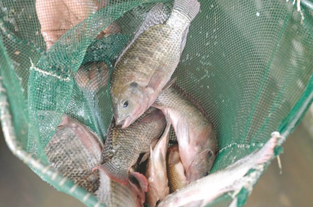 Elevage de poissons à Tizi Ouzou : Lancement d’un programme d’aquaculture continentale
