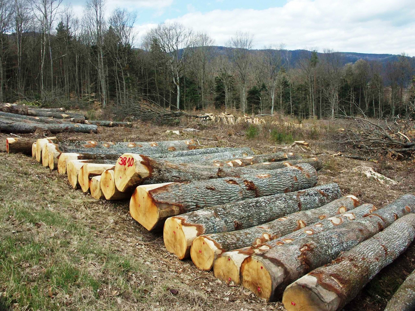 Massacre à la réserve naturelle de l&rsquo;Edough: Plus de 100 arbres abattus !