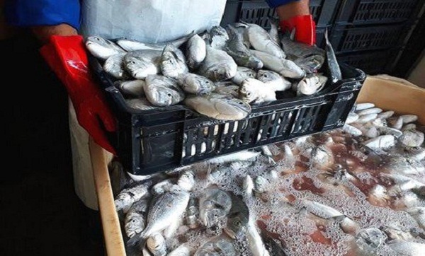 Tébessa: Saisie de poisson impropre à la consommation