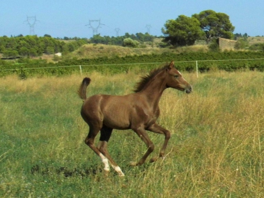 Tiaret: Une pouliche pur-sang arabe vendue à 106 millions de centimes