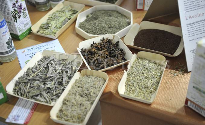 Tlemcen: Des pépinières expérimentales pour les plantes médicinales