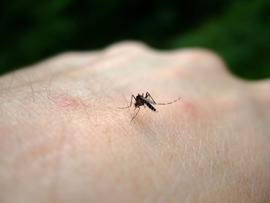 Aprés le choléra Le foudroyant virus du Nil menace l’Algérie !