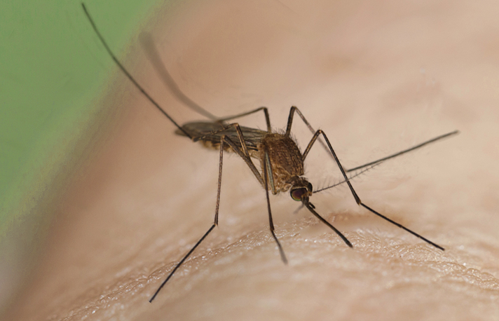 Virus du Nil occidental : aucun cas enregistré, le dispositif de veille sanitaire réactivé