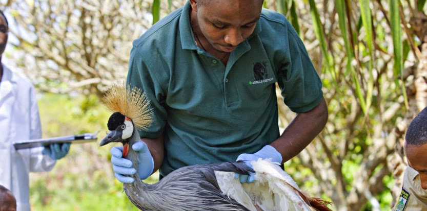 Lutte contre les maladies infectieuses: formation de vétérinaires de 14 pays africains