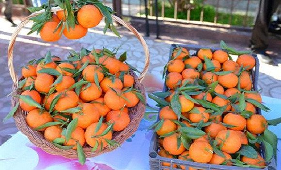 Oran: appel à la labellisation de la « Clémentine-Misserghine »