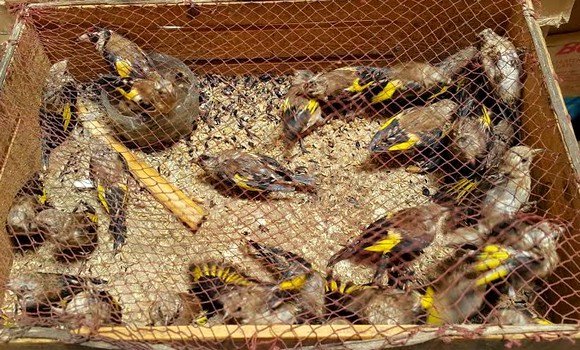 Lutte contre le braconnage: près de 30.000 animaux récupérés en trois ans