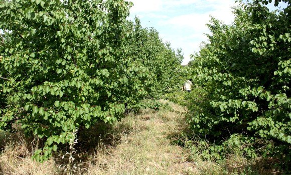 M’sila: d&rsquo;une région pastorale, la wilaya passe au statut de pôle agricole par excellence