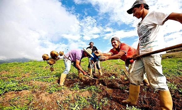 Mila : engouement « remarquable » des agriculteurs pour le crédit « R’fig »