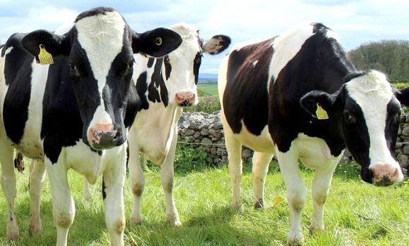 Peste bovine : la FAO et l&rsquo;OIE lancent un Plan d&rsquo;action mondial