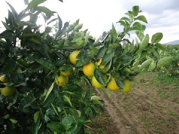 Chlef: Les agrumes au menu