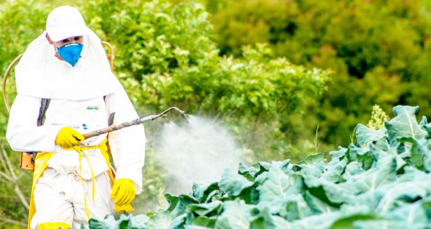 Alternative aux pesticides : Promotion de la lutte biologique pour la protection des végétaux à Chlef