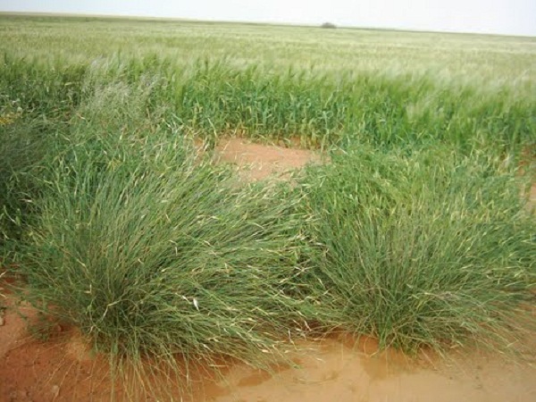 Tébessa: Une société espagnole s’intéresse à l’alfa