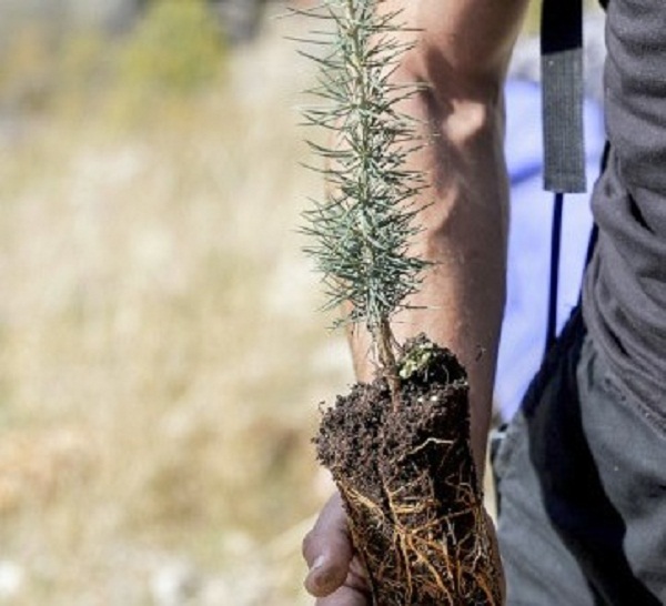 Au pays du cèdre : Le réchauffement climatique menace l’emblème du Liban