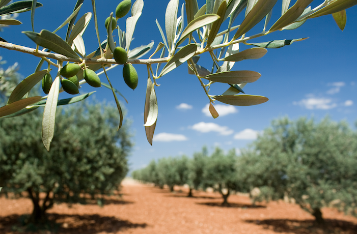 Lancement de la campagne de cueillette des olives: Une production de près de 150.000 quintaux attendue cette saison